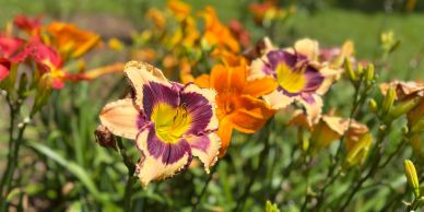 Close-up of vibrant daylilies in a garden.
