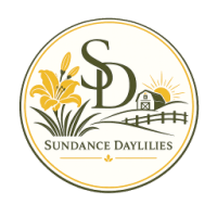 Sundance Daylilies