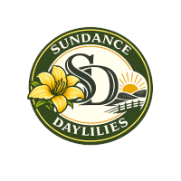 Sundance Daylilies