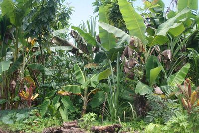 A food forest uses the power of three dimensions plus time to create an edible paradise. 