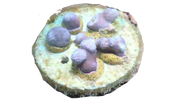 Coral Portal