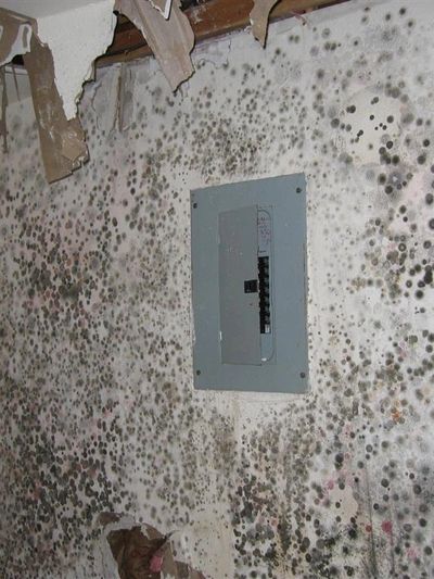 Mold on drywall. Needs mold remediation.