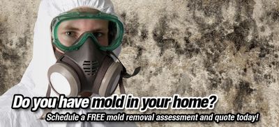 Mold removal