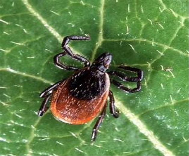 rt447 lab tick testing rt447 lab tick testing