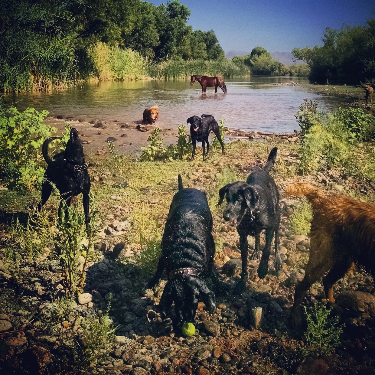 Several dogs and a horse enjoy a sunny day by a river surrounded by greenery.