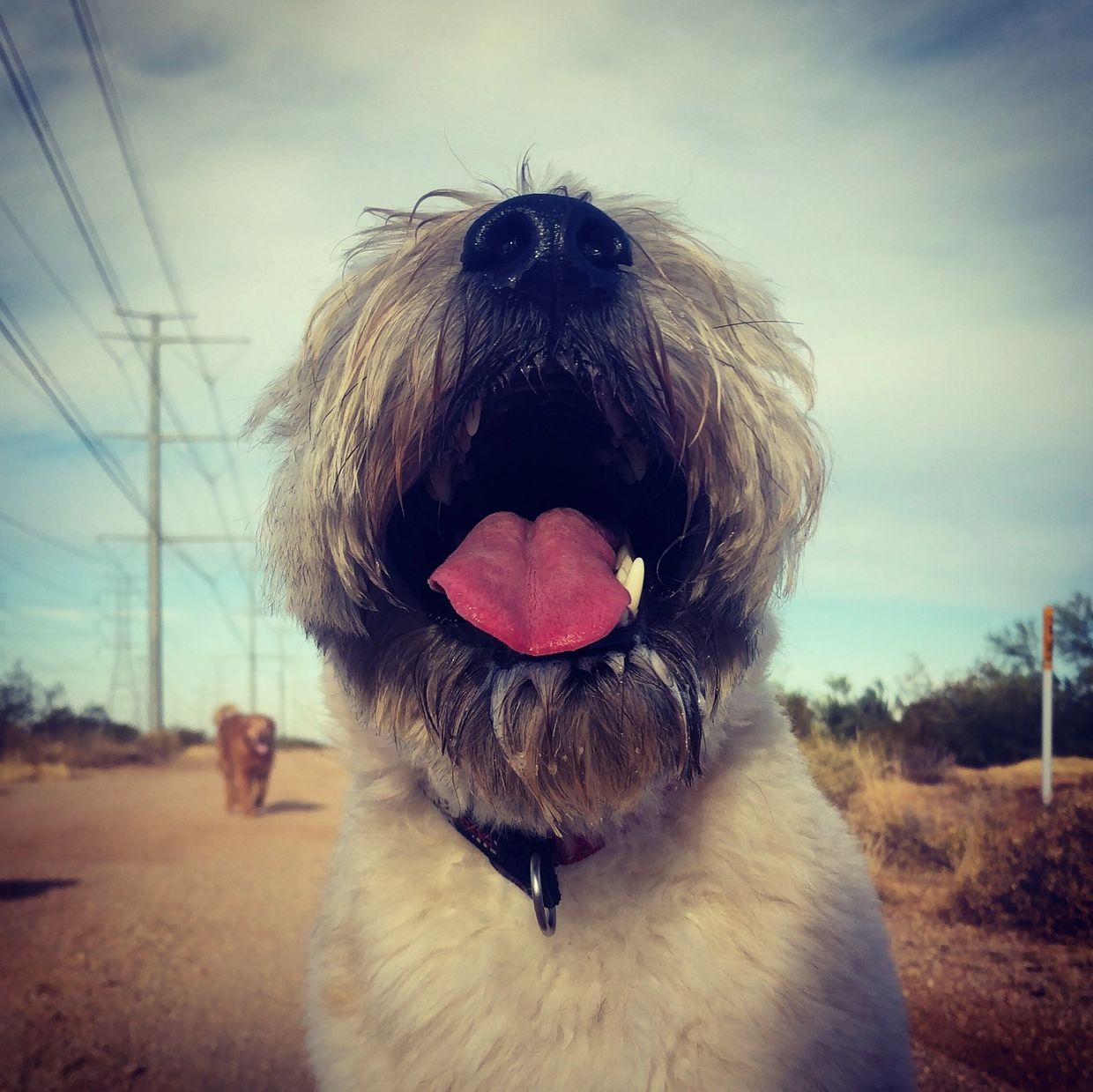 Close-up of a happy dog with its mouth open and tongue out on a dirt road.