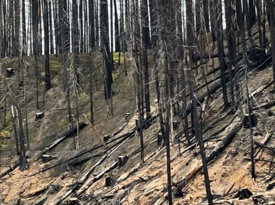 Charred Oregon Forest due to poor land management