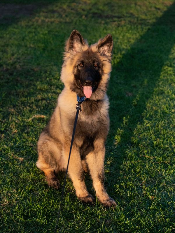 Fluffy German Shepherd puppy sitting on grass with tongue out.