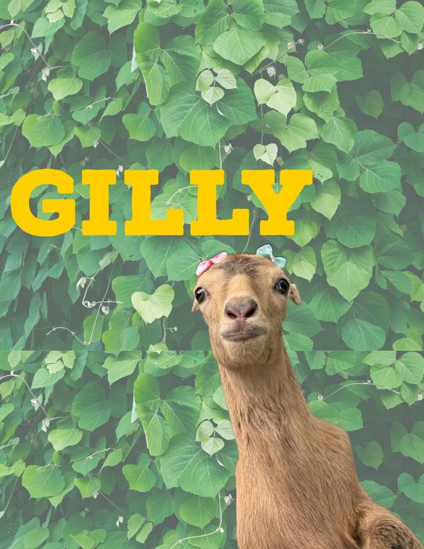 Gilly the goat, a Nigerian dwarf and lamancha mix