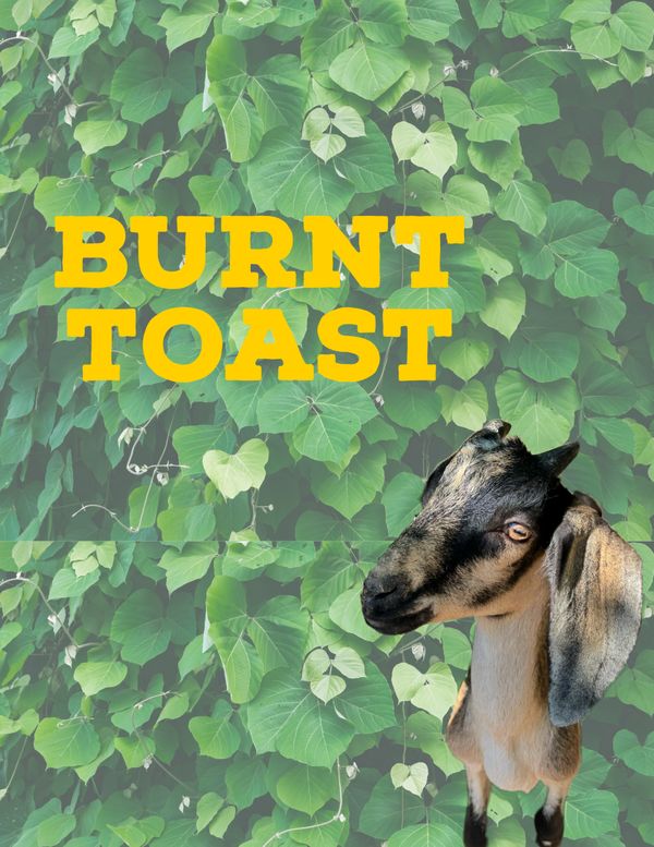 Burnt toast the goat, an alpine and Nubian mix