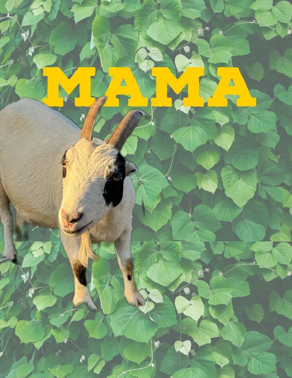 Mama the goat, a lamancha and Nigerian dwarf mix