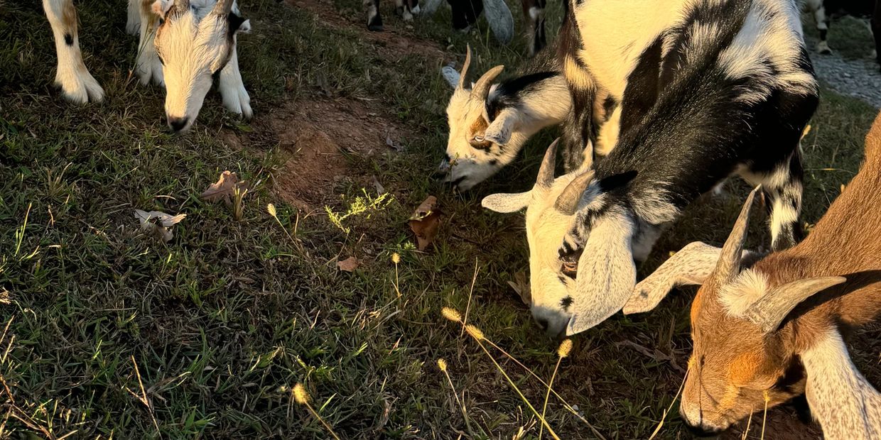 Several of GoatVanGo’s goats grazing on a hillside, overlooking a barn.
