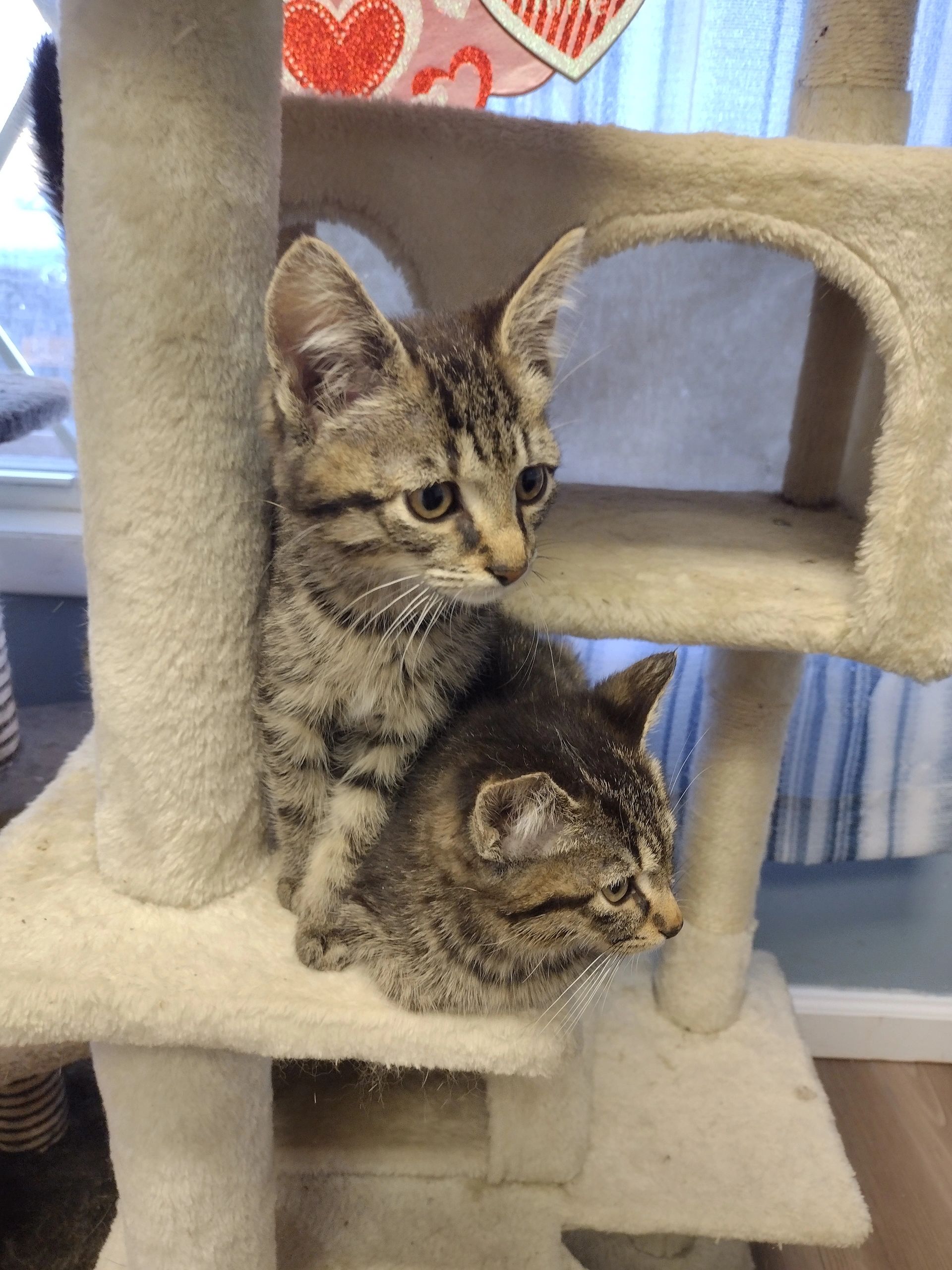 Tamara's All Paws Matter Animal Rescue