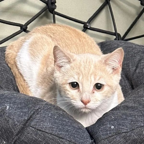 Tamara's All Paws Matter Animal Rescue