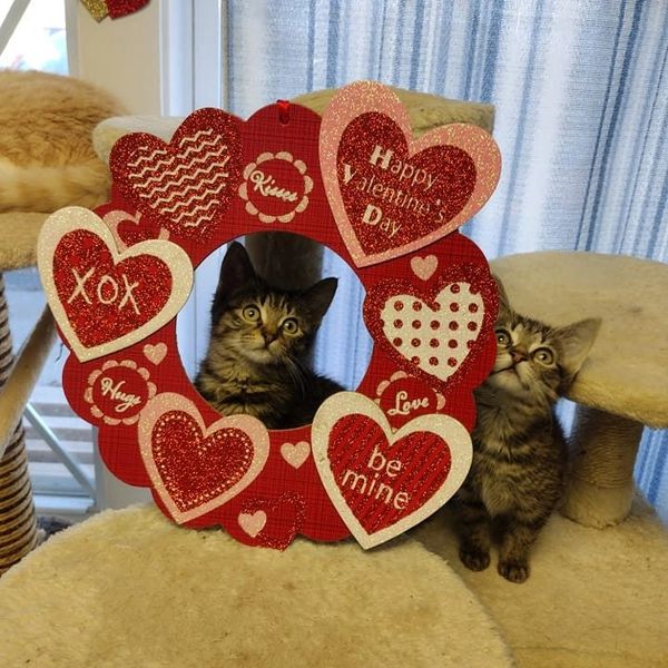 Tamara's All Paws Matter Animal Rescue