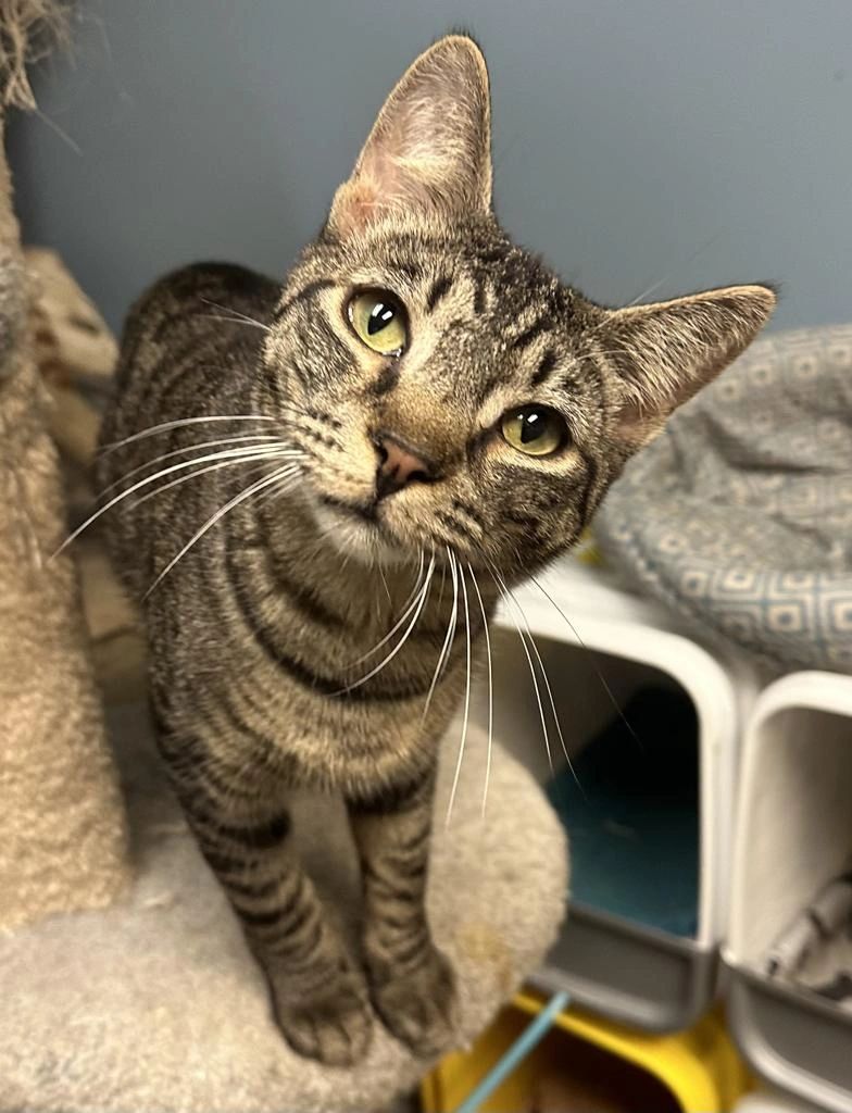 Tamara's All Paws Matter Animal Rescue