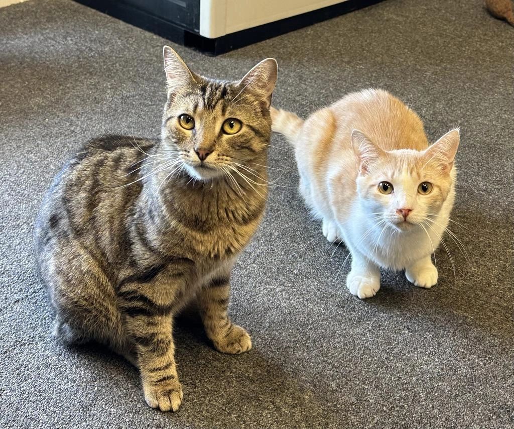 Tamara's All Paws Matter Animal Rescue