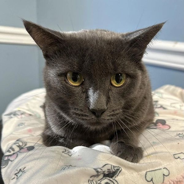 Tamara's All Paws Matter Animal Rescue