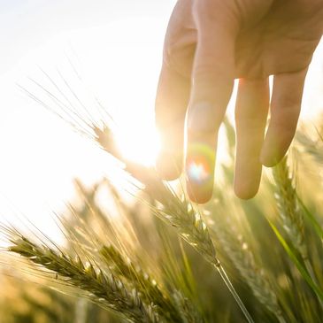 Hand gently touching wheat stalks in sunlight.