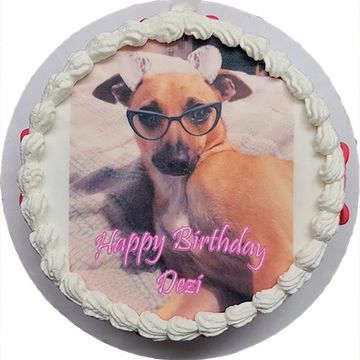 Dog Birthday, Dog Cake, Cat Birthday, Cat Cake, Photo Cake