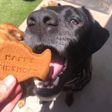 Sign up for our birthday club for your dog's birthday or cat's birthday