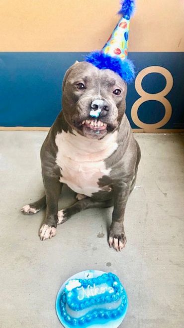 Dog eating birthday cake