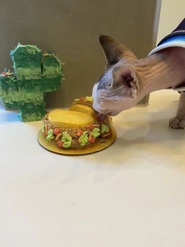 Cat eating birthday cake