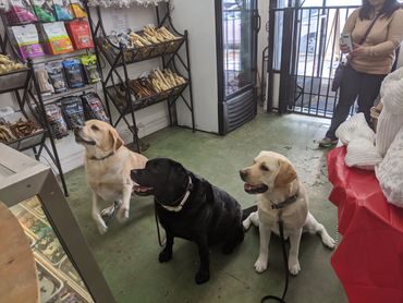 Three English Labs waiting for snacks