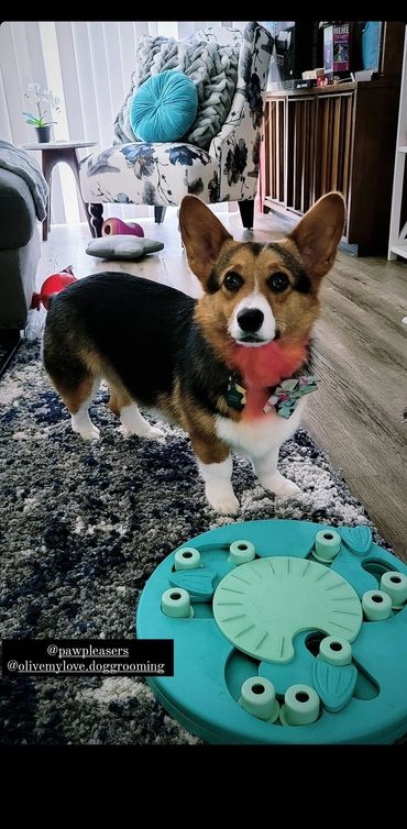 Dog playing with dog puzzle toy