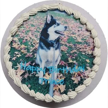 Dog Birthday, Dog Cake, Cat Birthday, Cat Cake, Photo Cake