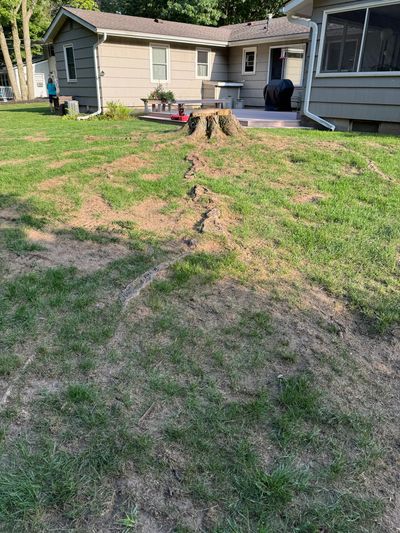 Rochester, NY stump removal with very large surface root system 