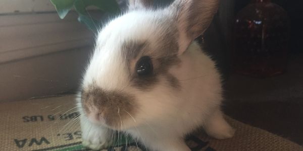 bunny, bunnies, Georgia, Lop, New Zealand, Rex, mini, rabbit