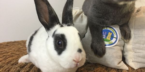 bunny, bunnies, Georgia, Lop, New Zealand, Rex, mini, rabbit
