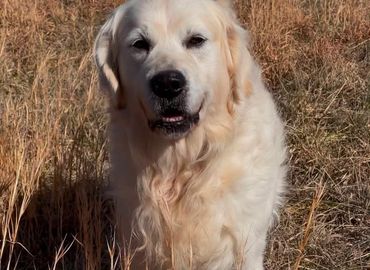 Golden retriever standing in dry grass.