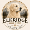 ElkRidge Goldens-English Golden Retrievers