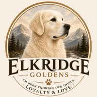 ElkRidge Goldens-English Golden Retrievers