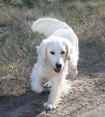White Golden Retriever walking on a dirt path.