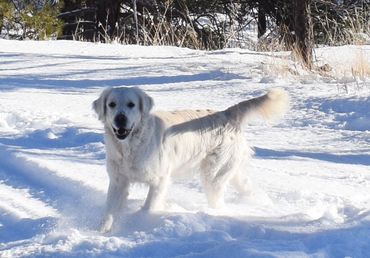 White dog playing in the snow.