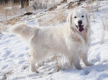 White dog standing in snow.
