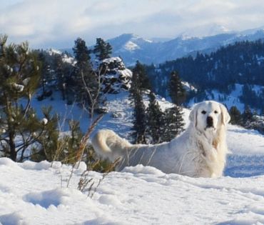 White dog standing in the snowy mountains.