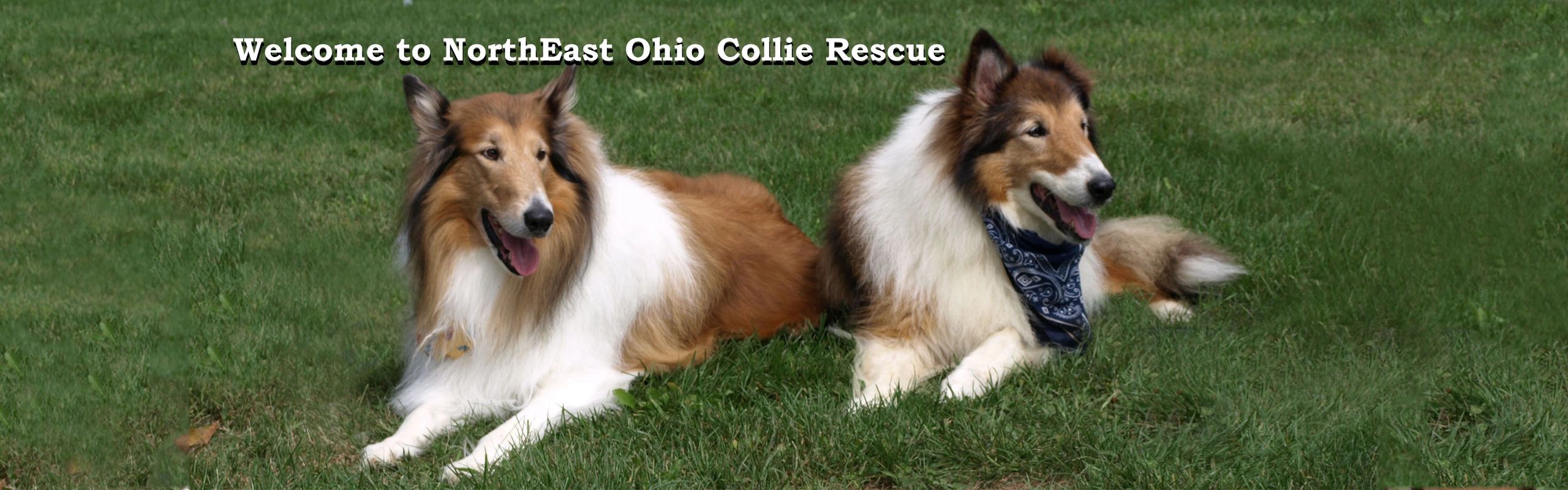 Northeast Ohio Collie Rescue