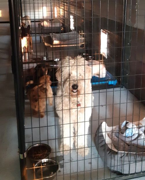 The Ruff Life Boarding & Grooming