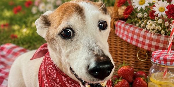 Happy dog with a red bandana at a picnic.