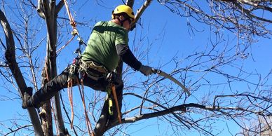 Arborist climbing and trimming tree branches wearing safety gear.