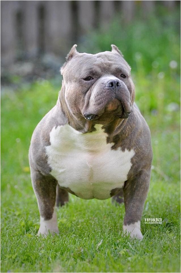 EBKC – European Bully Kennel Club – The Official Pedigree Dog Registry for  Bull Breeds Worldwide since 2008 — The Official Pedigree Registry for Dog  Breeds Worldwide since 2008