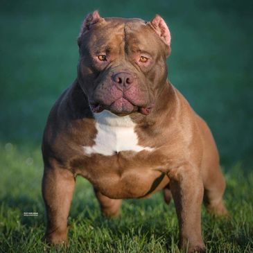 American Bully - Standard