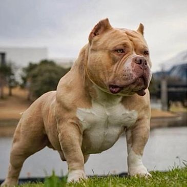 AMERICAN BULLY
