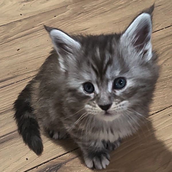 Fluffy gray kitten with striking blue eyes sitting on a wooden floor.