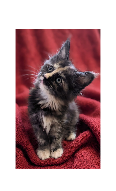 Tortie Maine Coon Kitten for sale Wisconsin. Tica registered Cattery. Tica registered Maine Coon Bre