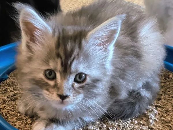Fluffy gray kitten with big ears lying on cat litter.